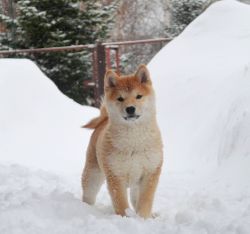picture of dog