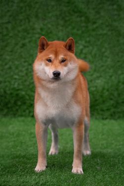 picture of dog