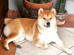 picture of dog