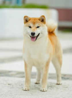 picture of dog