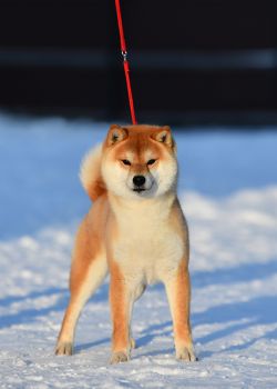 picture of dog