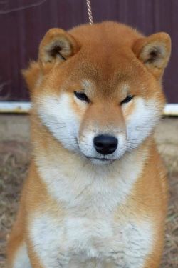 picture of dog