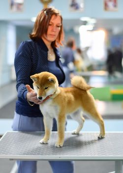 picture of dog