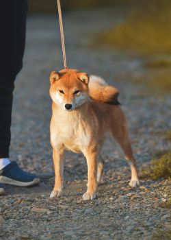 picture of dog