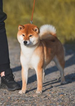 picture of dog
