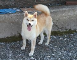 picture of dog