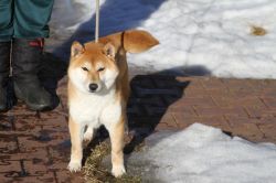 picture of dog
