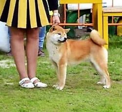 picture of dog
