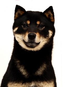 picture of dog