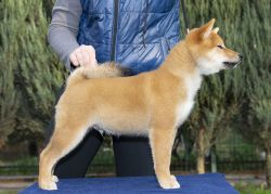picture of dog