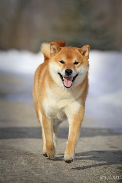 picture of dog