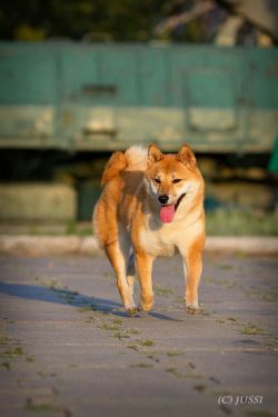 picture of dog