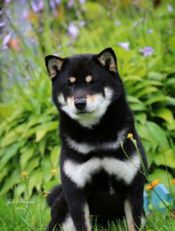 picture of dog