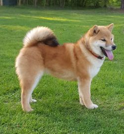 picture of dog