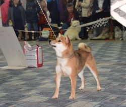 picture of dog