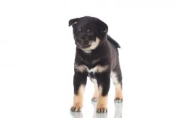 picture of dog