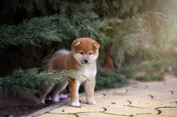 picture of dog