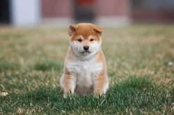 picture of dog