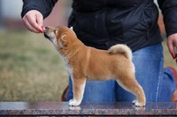 picture of dog