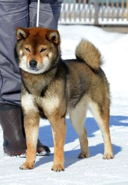 picture of dog