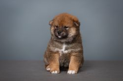 picture of dog
