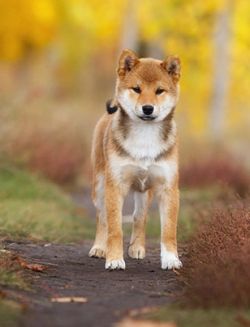 picture of dog