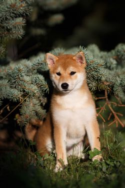 picture of dog
