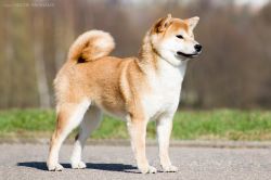 picture of dog