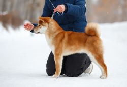 picture of dog