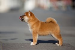 picture of dog