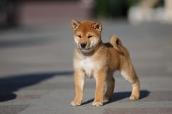 picture of dog