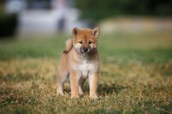 picture of dog