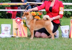 picture of dog