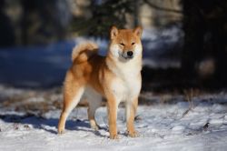 picture of dog