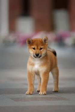 picture of dog