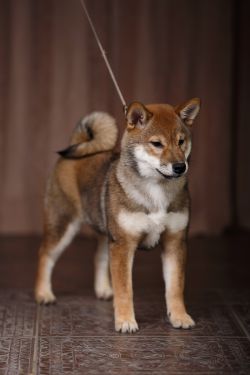 picture of dog