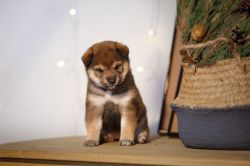 picture of dog