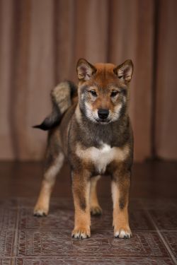 picture of dog