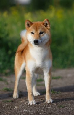 picture of dog