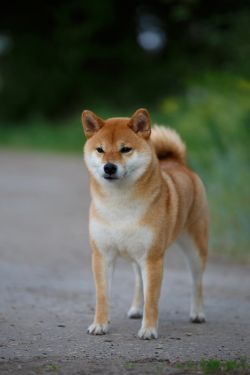 picture of dog