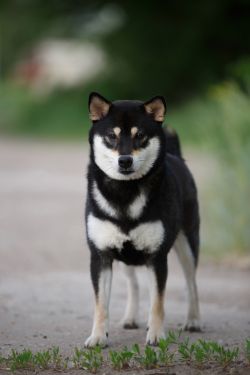 picture of dog