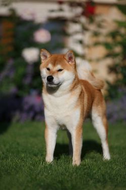 picture of dog
