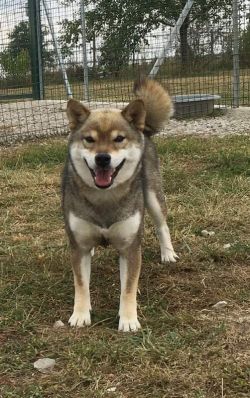 picture of dog