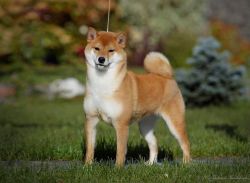 picture of dog