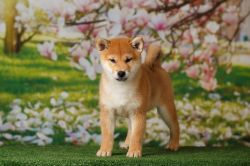 picture of dog