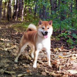 picture of dog