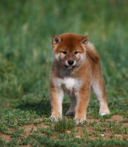 picture of dog