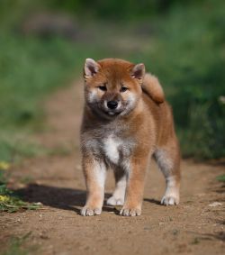 picture of dog