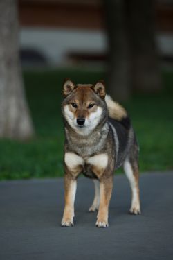 picture of dog
