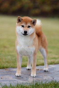 picture of dog